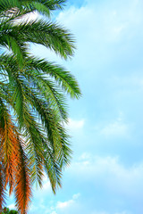Fototapeta na wymiar Palm tree in the blue cloudy sky