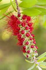 Flowers of Melaleuca viminalis, weeping bottlebrush