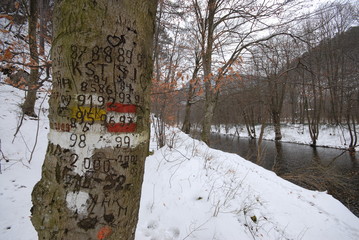 Markierungen auf Baum