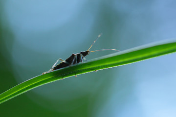 Insecte punaise verte d'Australie, Metallic Green Shield Bug 