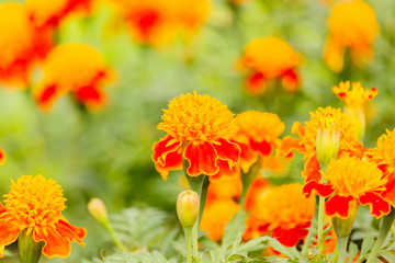 Marigolds flowers in the garden