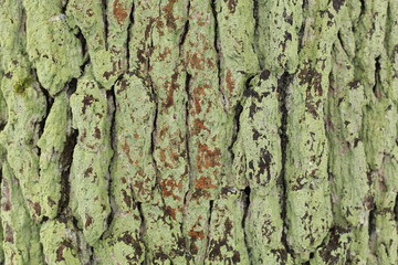 green wood moss
