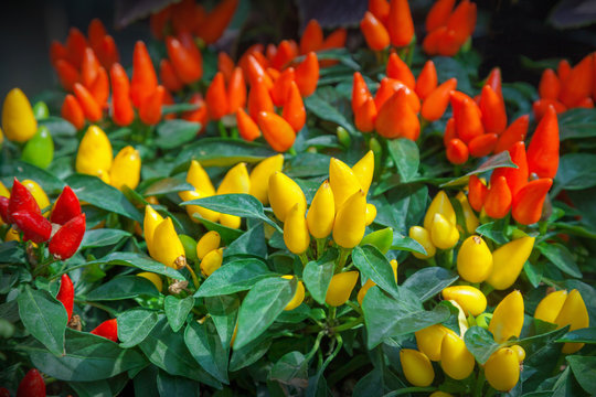 Ornamental Pepper