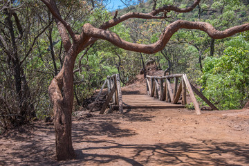 Curved, crooked tree, wooden bridge and red earth in Municipal Mangabeiras Park, Belo Horizonte, Brazil