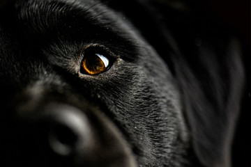Black dogs eye