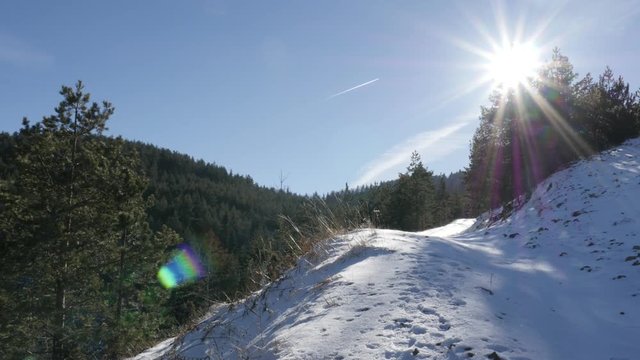 White snow covers cone-bearing seed plants 3840X2160 UHD tilting footage - Slow tilt on sun flare shine over snowed coniferous woods 4K 2160p 30fps UltraHD video 
