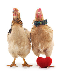 Chickens with toy heart.