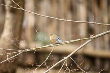 ルリビタキ　幼鳥