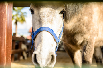 The portrait of a horse staying in the farm