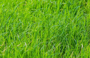 Green Seedlings of rice in farm with soft focus.