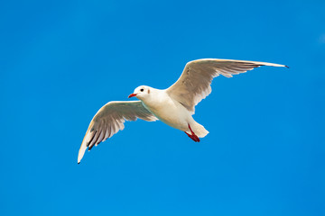 view of alone seagull on flight