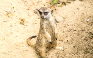 Meerkat. Suricata suricatta.