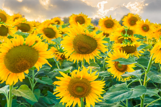 Fototapeta big sunflower in nature at the evening.
