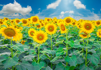 Sunflower field in the summer background blue sky