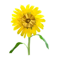 Obraz premium polygonal sunflower, isolated polygon vector flower