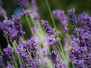 Lavendelzauber