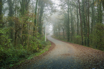 Foggy forest