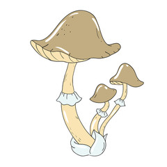 Poisonous Mushroom toadstool. Mycelium Vector Mushroom