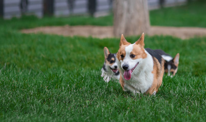Photo of Welsh Corgi Dog Family Playing in Park on Green Grass. Pembroke Corgi Puppy Having Fun Outdoors