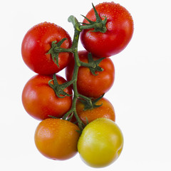 Rack of ripening bright red tomatoes on white background
