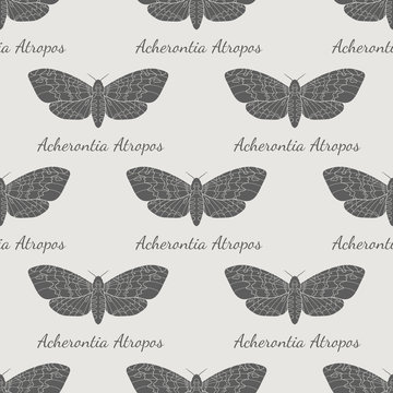 Hand drawn hawk moth vector seamless pattern