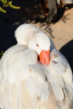 White duck relaxing on the quayside, Hersonissos, Crete.
