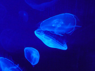 Moon jellyfish. Blue background.