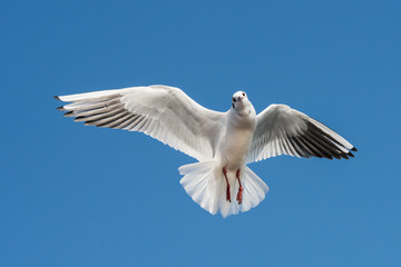 Black-headed Gull, Chroicocephalus ridibundus