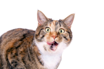 Fototapeta premium Katze schaut erschrocken mit Zunge aus dem Maul
