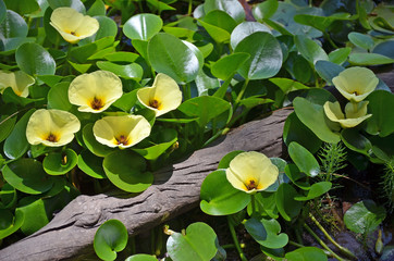 Obraz premium Yellow flowers of the aquatic water poppy Hydrocleys nymphoides growing in a river, Royal National Park, Sydney. Native to central and South America. Naturalised in Australia. Selective focus.