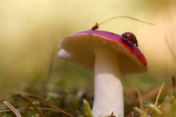Biedronka na muchomorze, ujęcie makro © Aneta