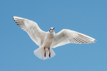 Black-headed Gull, Chroicocephalus ridibundus