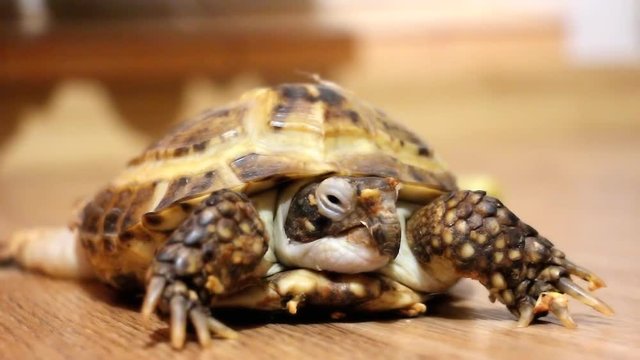 Home turtle slowly crawling on the floor 4