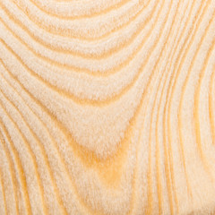 Texture of wood birch background closeup