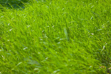 blurred green grass