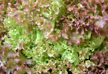 Vegetables, Red Oak background