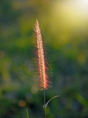 Close up  grass flower natural background