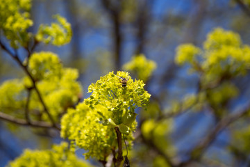 yellow flowers maple tree