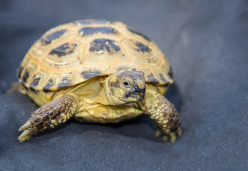 Fototapeta premium relaxed home a turtle close-up on blue fabric looks with interest
