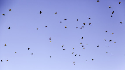 Birds migrating sky