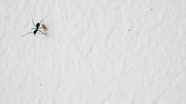 black ants on a white wall