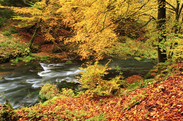 Autumn colors river