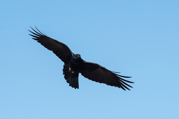 Carrion Crow, Crow, Corvus Corone