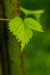 Beautiful green leaves in spring on a natural background