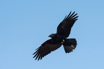 Carrion Crow, Crow, Corvus Corone