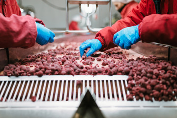 People at work. Unrecognizable workers hands in protective blue gloves make selection of frozen raspberries. Factory for freezing and packing of fruits and vegetables. Low light and visible noise.