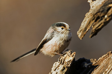 long tailed tit