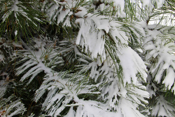 Pine branch covered with snow