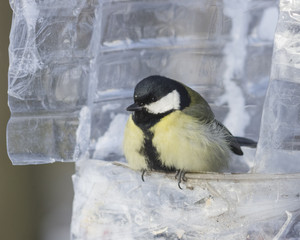 Great tit, Parus Major, close-up portrait at bird feeder made from plastic bottle, selective focus, shallow DOF