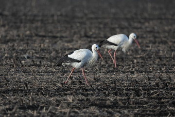 white stork in the field